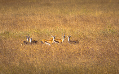 Obraz na płótnie Canvas Group of Thomson's gazelles in the meadow of Serengeti National Park. Tanzania.