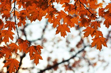 Autumn leaves on the sky