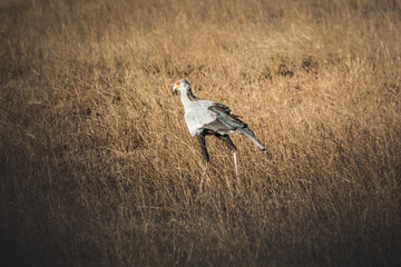 Secretary bird in the grassland of the Serengeti National Park. Tanzania.