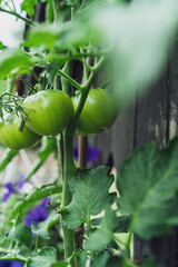 Fototapeta premium Green tomatoes grow on plant in garden