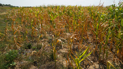 drought. non-irrigated corn in Dobrogea in the summer of 2022.
