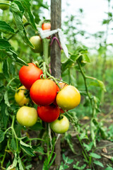 Tomatoes growing on plant outdoors