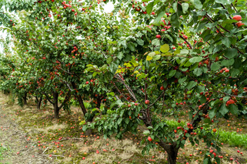 Apricot trees in orchard, organic fruits produce