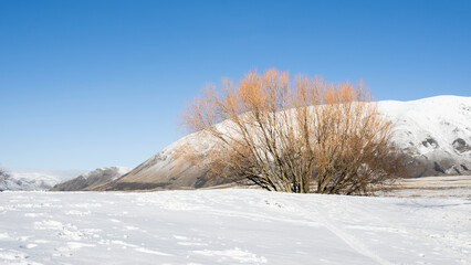 Trees along Lake Camp in winter, Ashburton Lakes region, Canterbury.