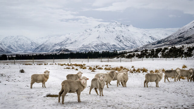 New Zealand winter landscape with sheep in snow covered meadow searching for grass, Ashburton Lakes region, South Island.