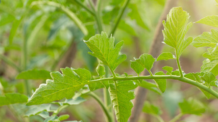 Tomato leaves, look lush and healthy with an organic planting method without chemical fertilizers