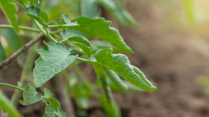 Tomato leaves, look lush and healthy with an organic planting method without chemical fertilizers
