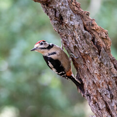 Male greater spotted woodpecker on tree