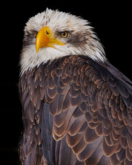 | Weißkopfseeadler | kel kartal | bald
eagle | Haliaeetus leucocephalus I