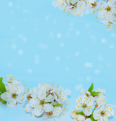 Obraz na płótnie Canvas Blossoming branch cherry. nature