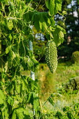 大きく育った育ったゴーヤ