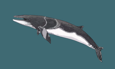 Drawing minke whale, cetacean, art.illustration, vector