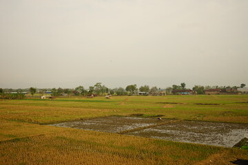Obraz premium harvested rice field in the morning
