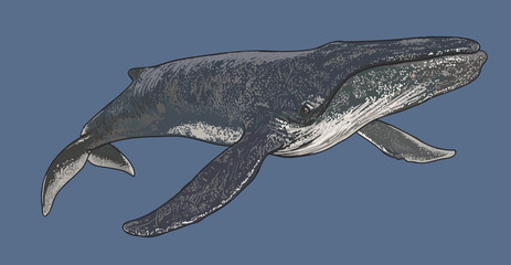 Drawing humpback whale, cetacean, art.illustration, vector