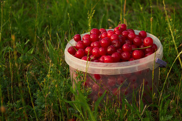 Bucket of freshly picked cherries in summer garden. Ripe juicy cherries in a small bucket. High quality photo