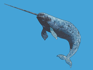 Drawing narwhal whale, exotic, art.illustration, vector