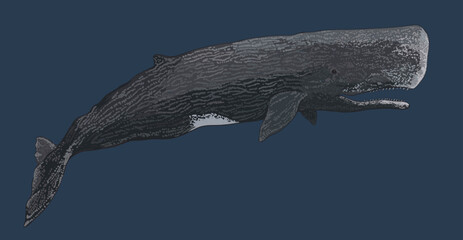 Drawing sperm whale, deep sea cetacean, art.illustration, vector