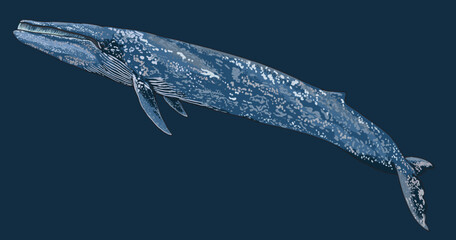 Drawing blue whale, cetacean, art.illustration, vector