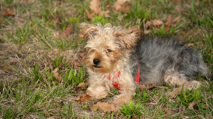 adorable chien yorkshire terrier joli 