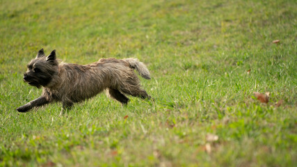 adorable de race vert animal chien 