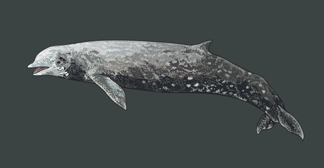 Drawing cuvier's beaked whale, rare, art.illustration, vector