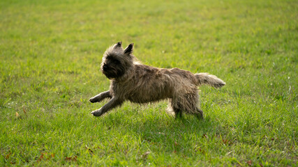 adorable de race vert animal chien 