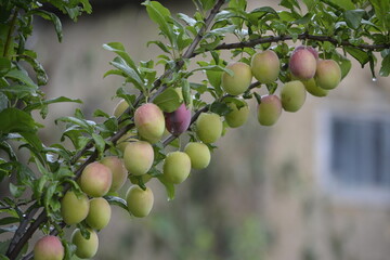 щедрая осень