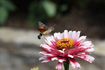 Hawk-winged hummingbird butterfly flies to a beautiful zinnia flower