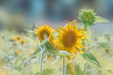ヒマワリの花　夏イメージ