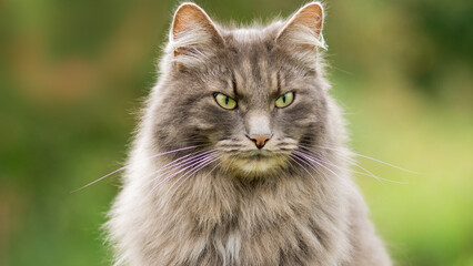 Naklejka na ściany i meble Portrait of a cat with a serious look on a green background. Very fluffy gray cat, piercingly looks forward. Cat urkpnym plan.