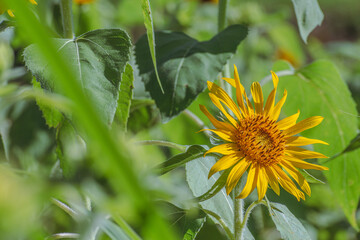 ヒマワリの花　夏イメージ