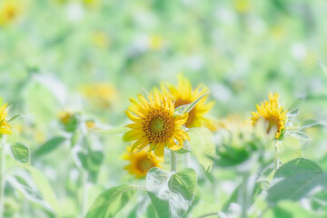 Obraz premium ヒマワリの花 夏イメージ