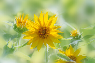 ヒマワリの花　夏イメージ