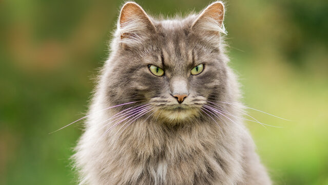 Portrait of a cat with a serious look on a green background. Very fluffy gray cat, piercingly looks forward. Cat urkpnym plan. - Powered by Adobe