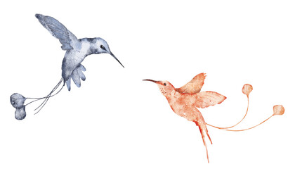 Watercolor hummingbird hand drawn illustration © EvgeniiasArt