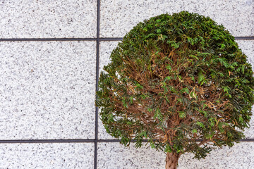 a moss tree in front of a wall