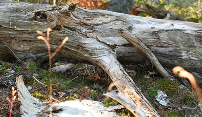 Old tree trunk in untouched forest
