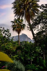Obraz premium palm trees at sunset