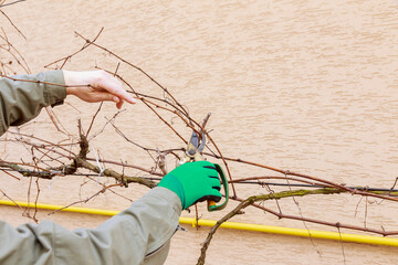 Pruning a vine with garden shears by a gardener in green gloves.
