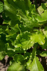 Green lettuce grows in the garden