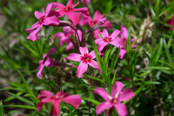 Pink flowers with green grass on the background. Natural background. Background of pink flowers phlox subulata