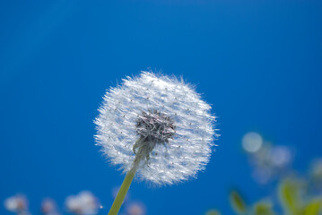 White fluffy dandelion against a blue sky background. Nature background. Summer wallpaper. Space for text