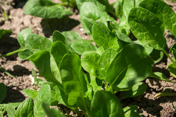 Green spinach grows in the garden. Green living and eco-friendly products. Nature background