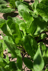 Green spinach grows in the garden. Green living and eco-friendly products. Nature background. Plant texture
