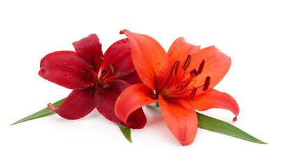 Two red lilies.