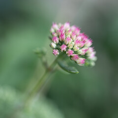 Hohe Fetthenne (Sedum telephium), quadratisches Format