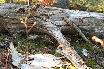 Rotten wood is important to the ecosystem of the forest