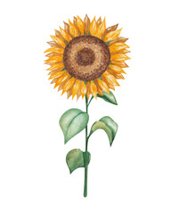 Watercolor illustration of hand painted golden yellow sunflower with green leaves. Plant with seeds. Crop from agricultural field. Autumn harvest. Isolated on white food clip art for prints, posters