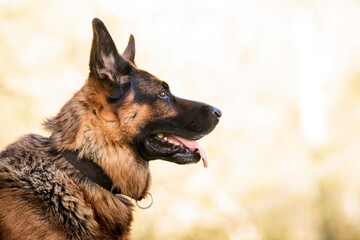 Portrait of a German shepherd in a park. Purebred dog.