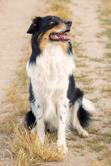 close-up portrait of a beautiful dog in nature